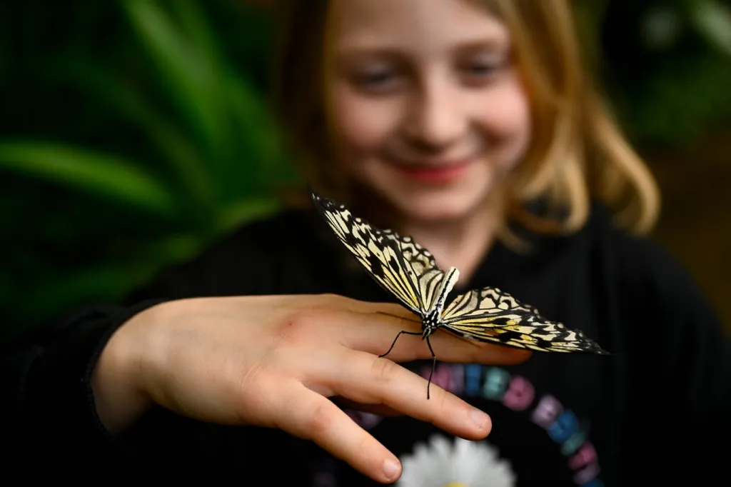 Výstava motýlů v botanické zahradě