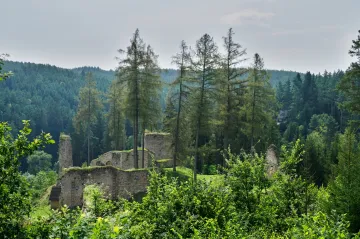 Modříny by mohly pomoci ochránit české lesy před kůrovcem, navrhují experti 