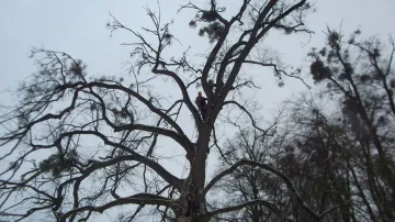 Práce na 150 let staré lípě v Podzámecké zahradě