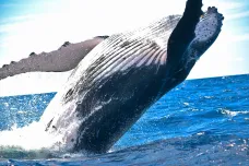 Vědci poprvé komunikovali s velrybami. Teď s pomocí AI analyzují, co jim kytovec „řekl“