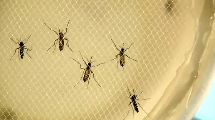 USA hlásí první případ přenosu viru zika z člověka na člověka