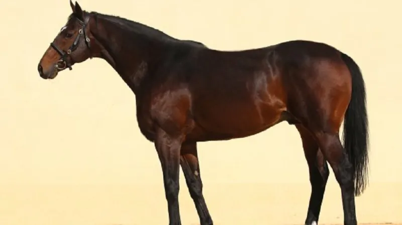 Odcizený plnokrevný kůň z Litoměřicka