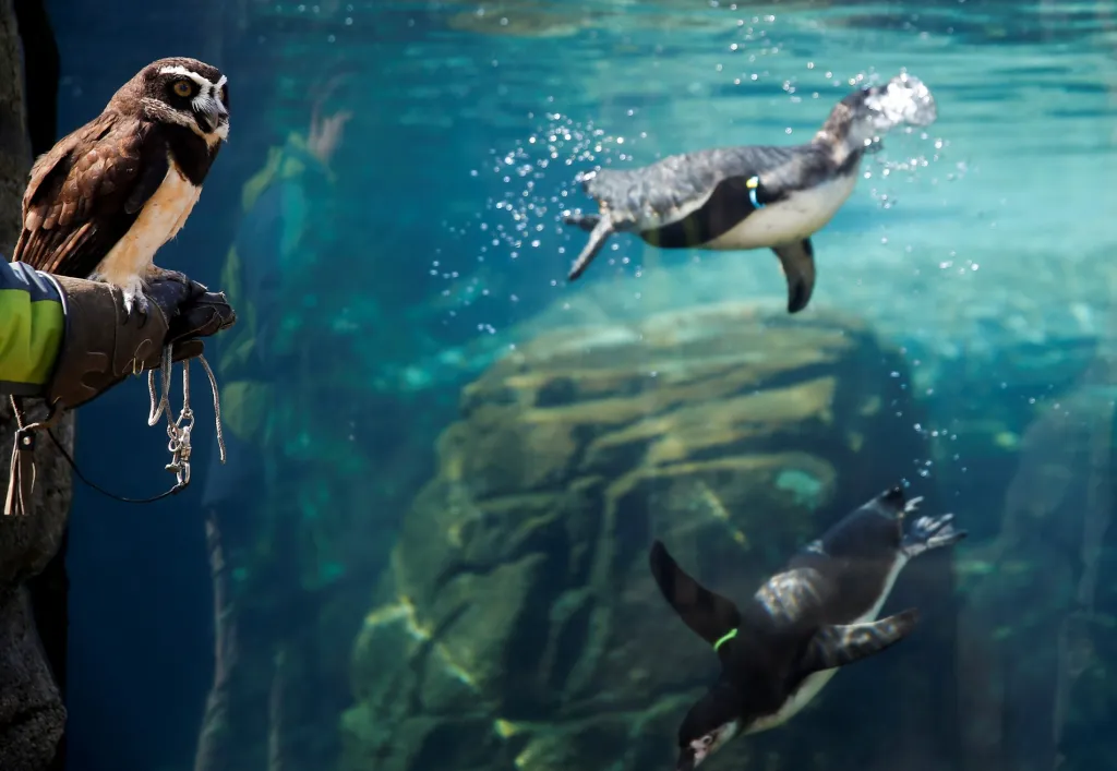 Opeřenec, kterého drží ošetřovatel, je jediným návštěvníkem pavilonu tučňáků v zoo v americkém Seattlu. Zahrada, která je pro návštěvníky uzavřena, již vyčíslila svojí ztrátu za měsíc březen. Ta dosahuje částky 1,9 milionu dolarů