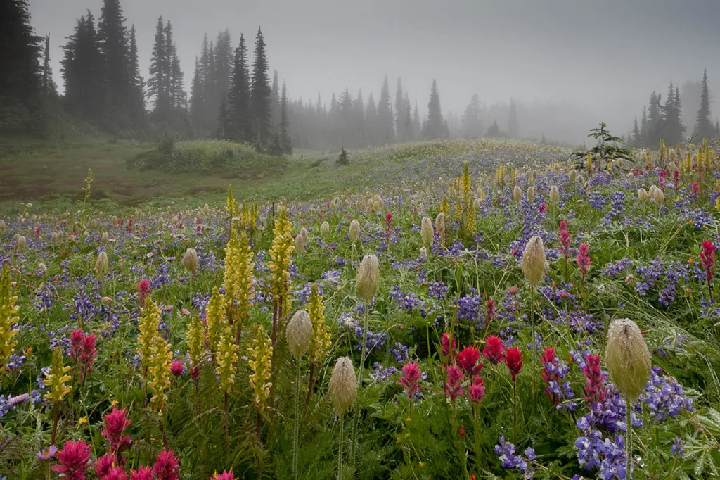 Vítěz kategorie Wildflower Landscapes. Mount Rainier v mlze, Mount Rainier National Park, Washington, USA