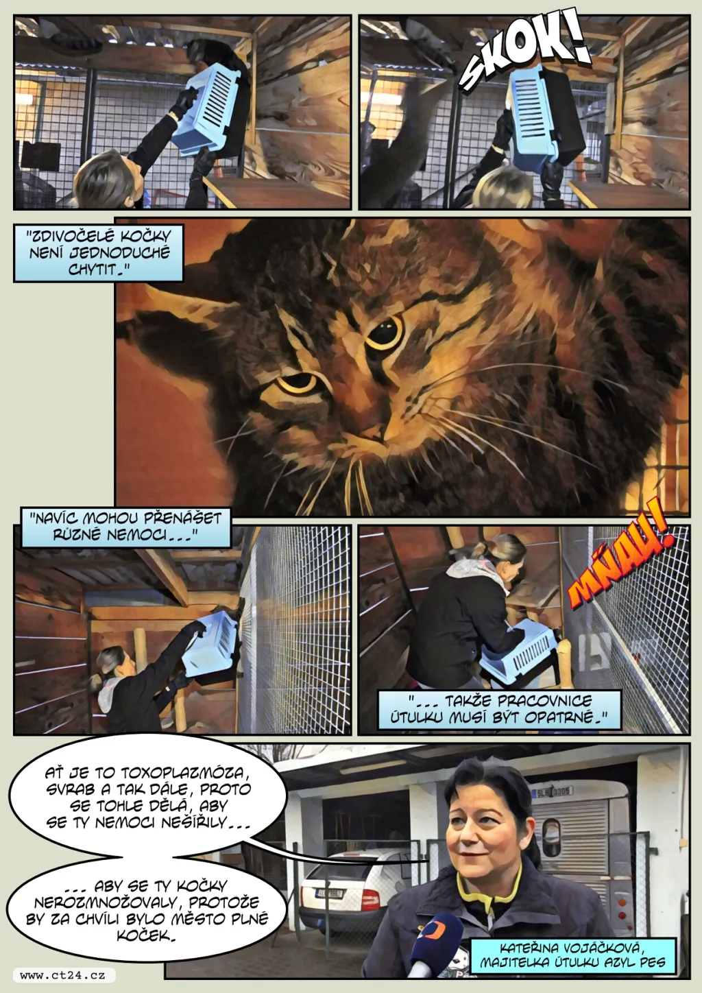 Ve Frýdlantu se přemnožily toulavé kočky