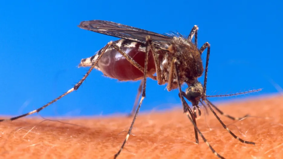 Komár Aedes aegypti sající krev člověka