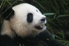 Přírodovědci poprvé natočili námluvy a páření pand v přírodě. Nejsou něžné ani roztomilé