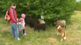 Na ovce se hned první den přišly podívat desítky rodin
