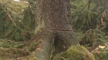 Naříznutý strom