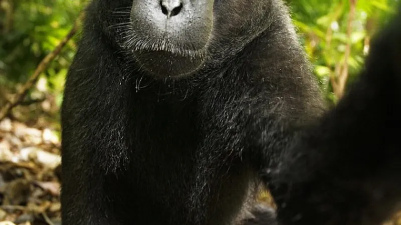 Makak Naruto, jak zachytil sám sebe