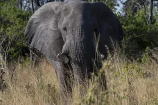 Zastřelte si slona, nabízí Botswana. Podle vlády ušlapávají lidi a škodí farmářům