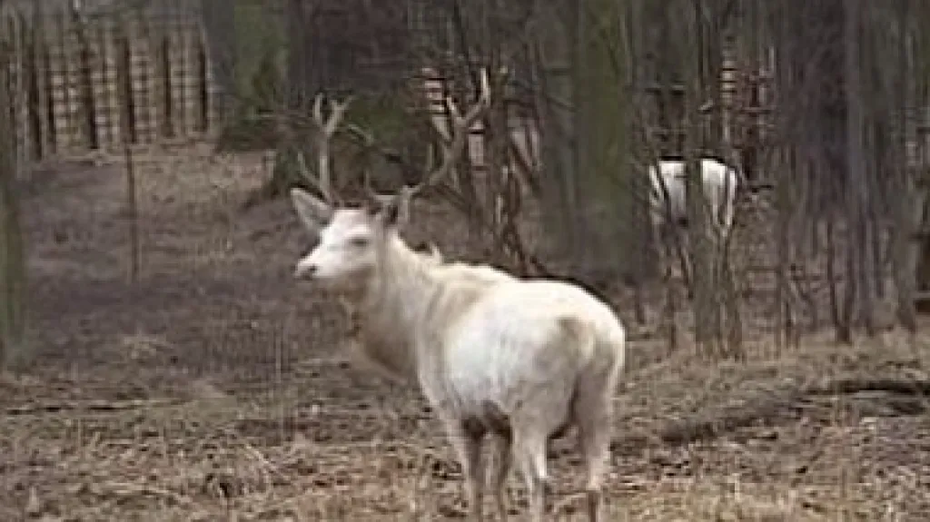 Bílý jelen