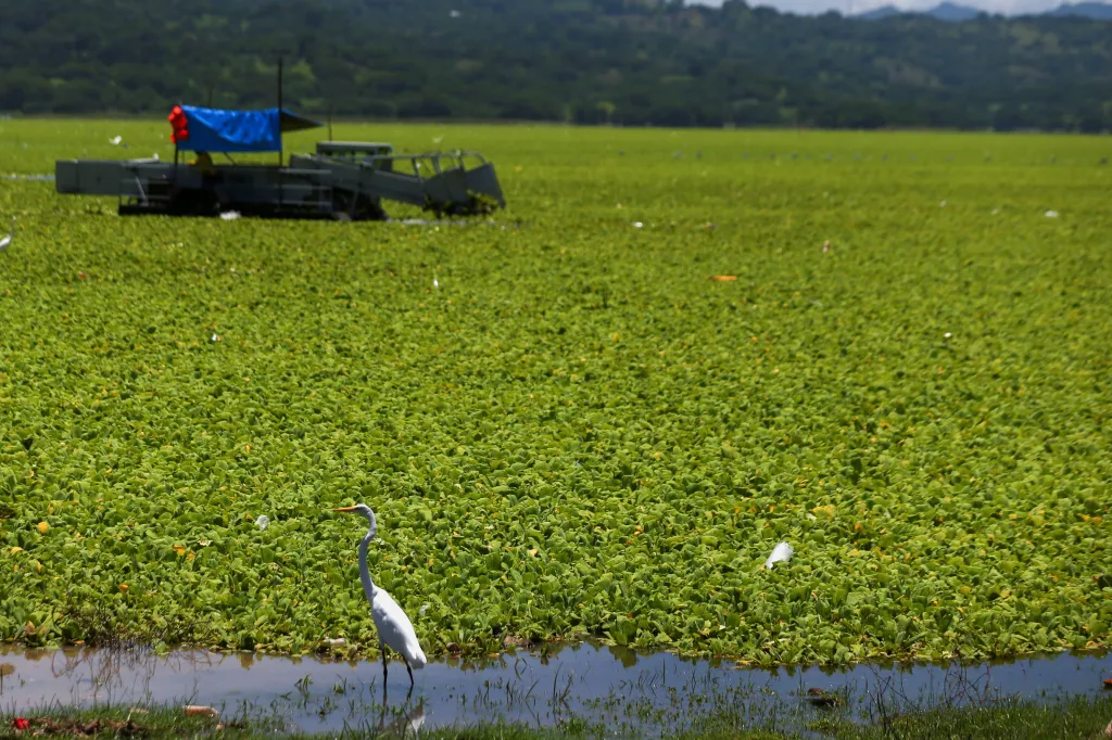 Nádrž pokrytá vodním salátem v salvadorském městě Suchitoto