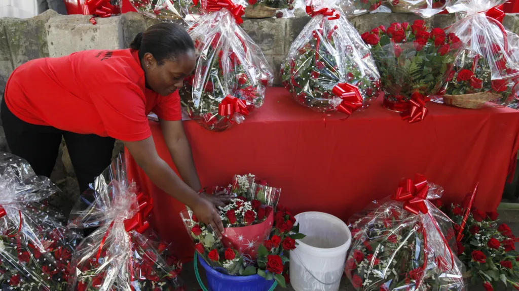 Pěstování růží v Keni