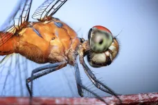 Za poslední tři dekády zmizela čtvrtina hmyzu. Je to i hrozba pro lidstvo, varují vědci