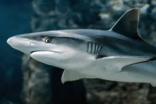 Žraloky upoutá kontrast, zjistili vědci. Doporučují třeba tmavé plavky
