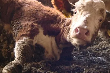 „To oslizlé vyřež, ať to není tak vidět.“ Polská reportáž ukázala na jatka s nemocným dobytkem