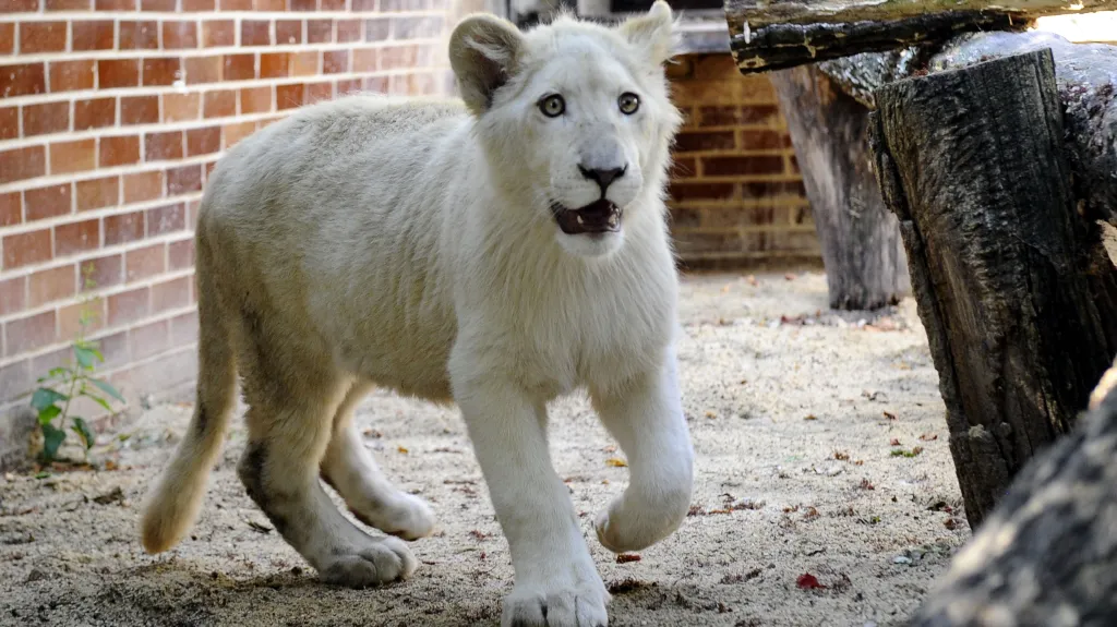Sedmiměsíční lev jihoafrický