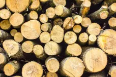 Lesy ČR loni zvýšily zisk o osmdesát procent, hlavně díky prodeji dřeva