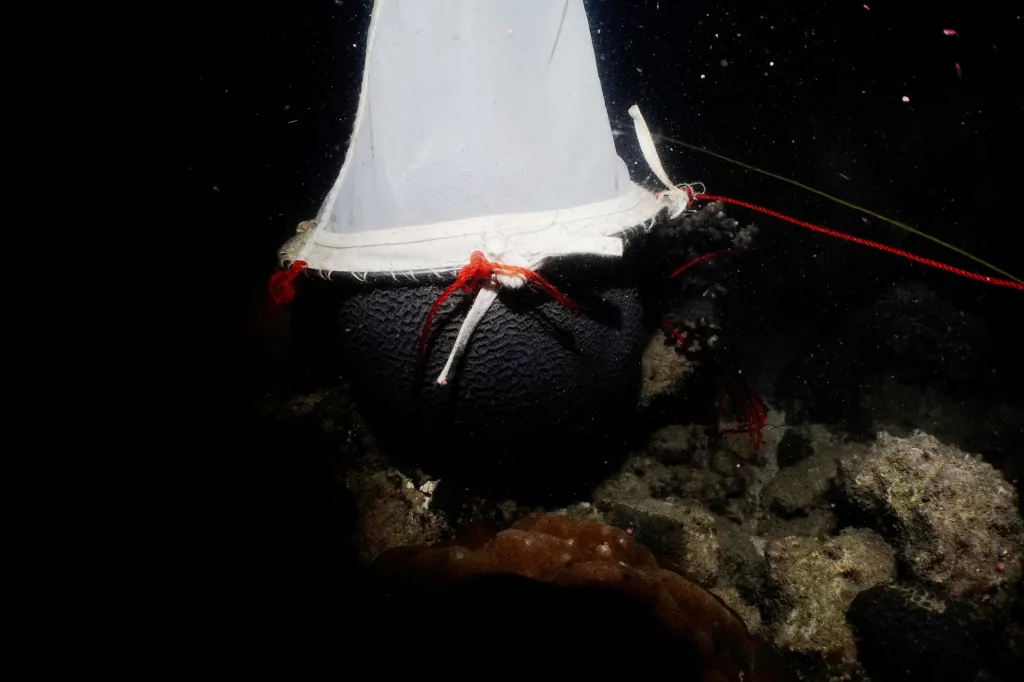 Instalovaná speciální síť na mořském korálu sbírá vajíčka a spermie
