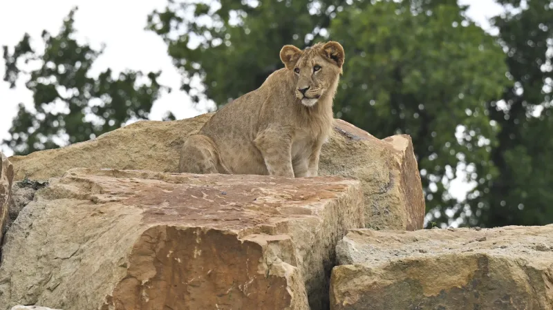 Zlínská zoologická zahrada dokončila záchranné a chovné centrum pro lvy