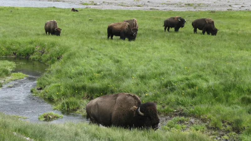Bizoni v Yellowstoneském parku