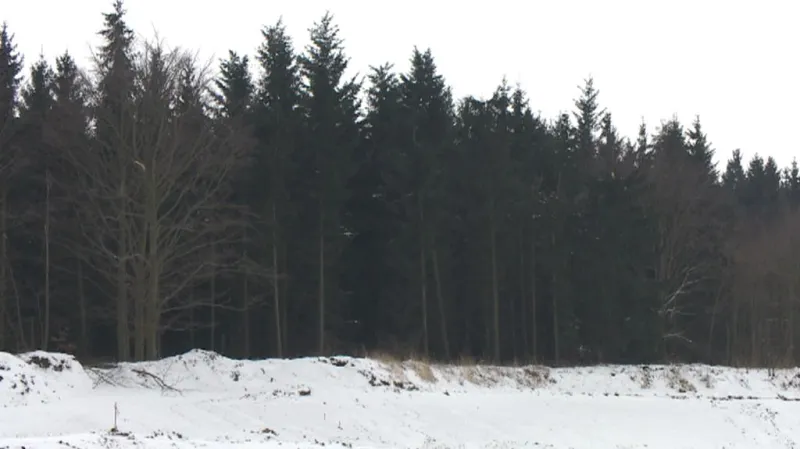 Les na trase budoucí silnice R6