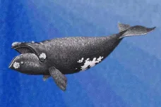 Vědci poprvé nahráli zpěv nejvzácnější velryby světa. Volá partnery, kteří už vymřeli