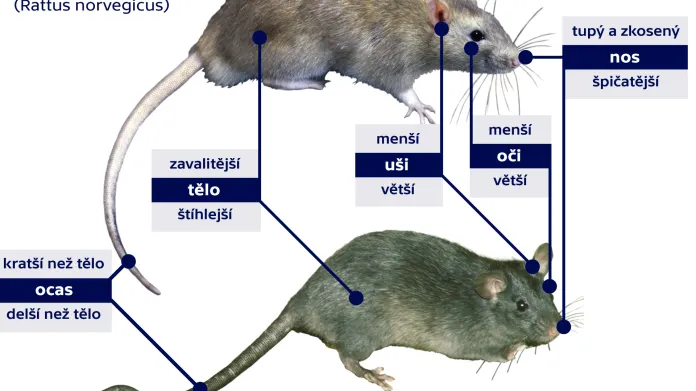 Jak rozeznat krysu od potkana?