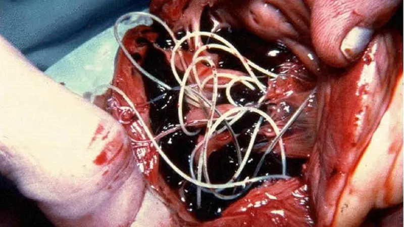 Psí srdce napadené parazitem