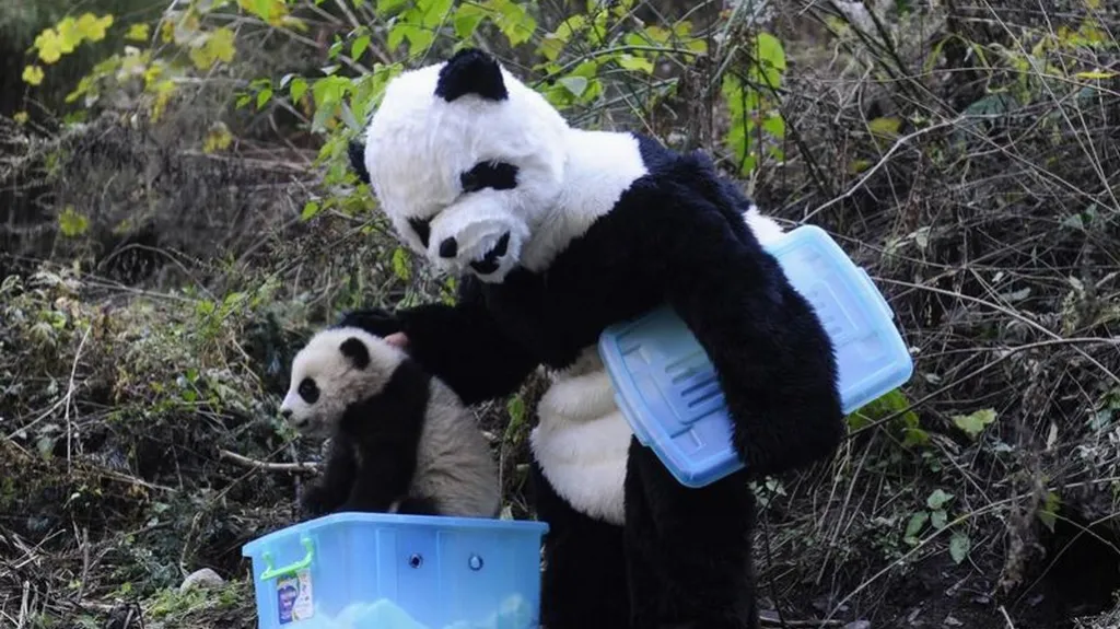 Ošetřovatel v pandím převleku