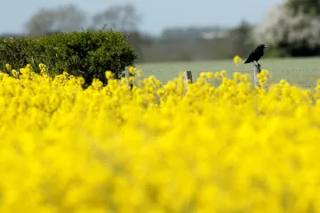 Zemědělství šetrné k přírodě nesnižuje produktivitu, ukázal desetiletý výzkum