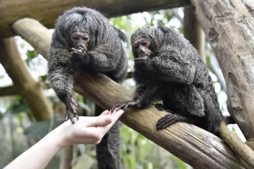 Opicím piškoty, vydrám melouny. Ve zlínské zoo rozdávají zvířatům vánoční nadílku