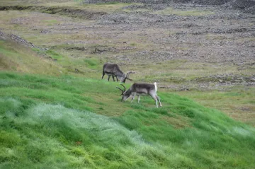 Bílá se mění na zelenou. Arktida se oteplila téměř čtyřikrát rychleji než zbytek světa
