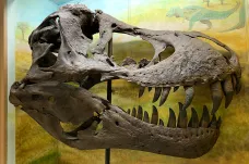 Kostra tyranosaura se vydražila za skoro tři čtvrtě miliardy korun