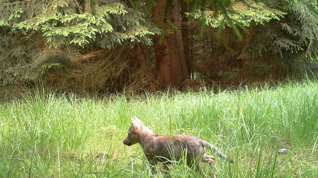 Vlček z Kokořínska