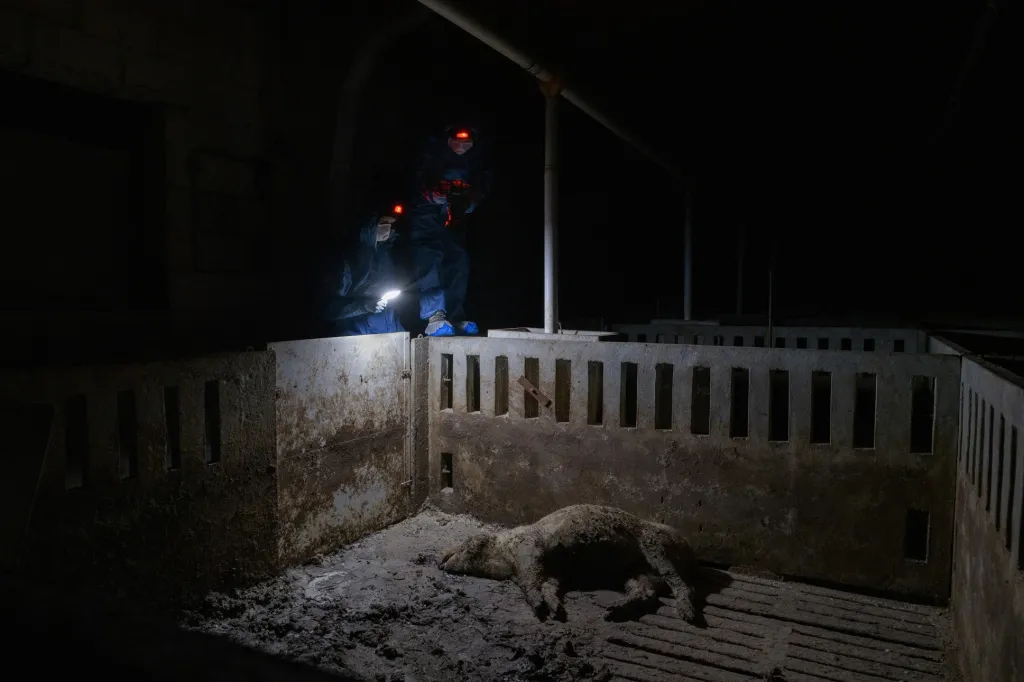 Nominace v sekci Životní prostředí: Aitor Garmendia se sérií snímků Inside the Spanish Pork Industry: The Pig Factory of Europe (Uvnitř španělského vepřového průmyslu: Prasečí továrna Evropy). Španělsko je vedle Německa, USA a Dánska jedním ze čtyř největších světových vývozců vepřového masa