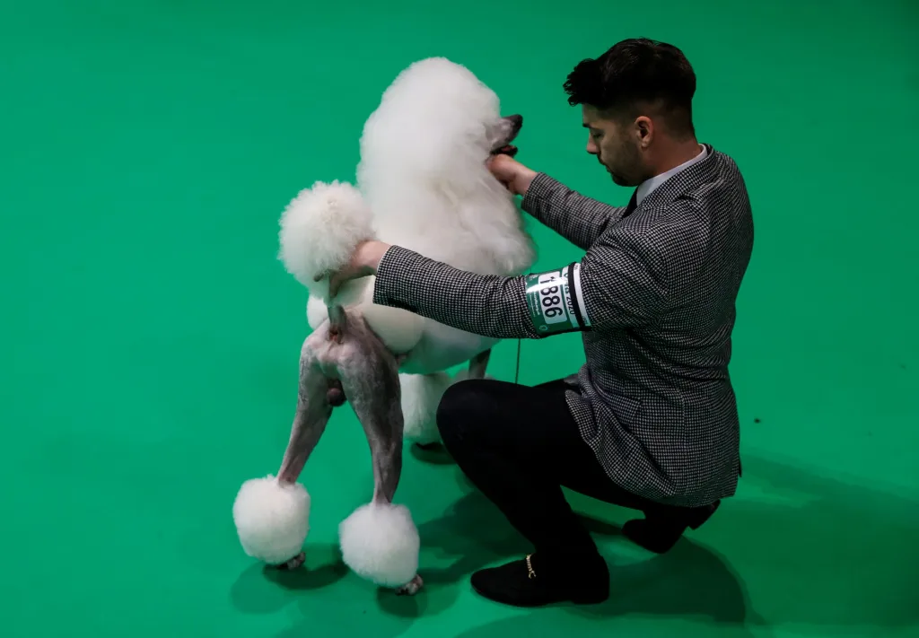 Hrdý majitel bílého pudla představuje psa porotě na soutěži Crufts Dog Show v anglickém Birminghamu
