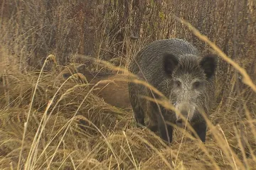 Zákaz vstupu do lesů a polí v okolí Zlína skončil. Veterináři ho vyhlásili loni kvůli africkému moru prasat