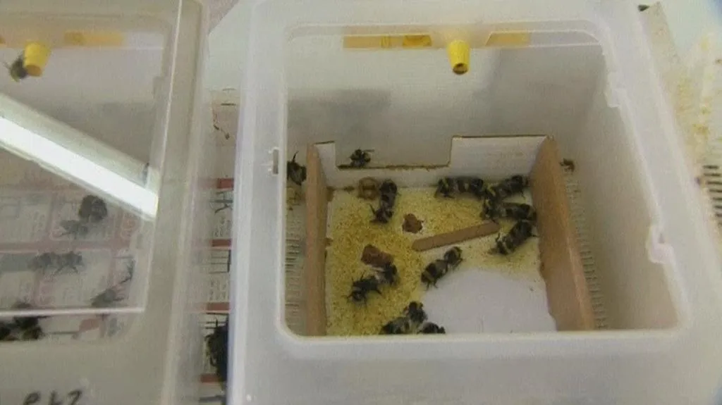 Vyšlechtění čmeláci v pěstírně Jonathana Cnaaniho