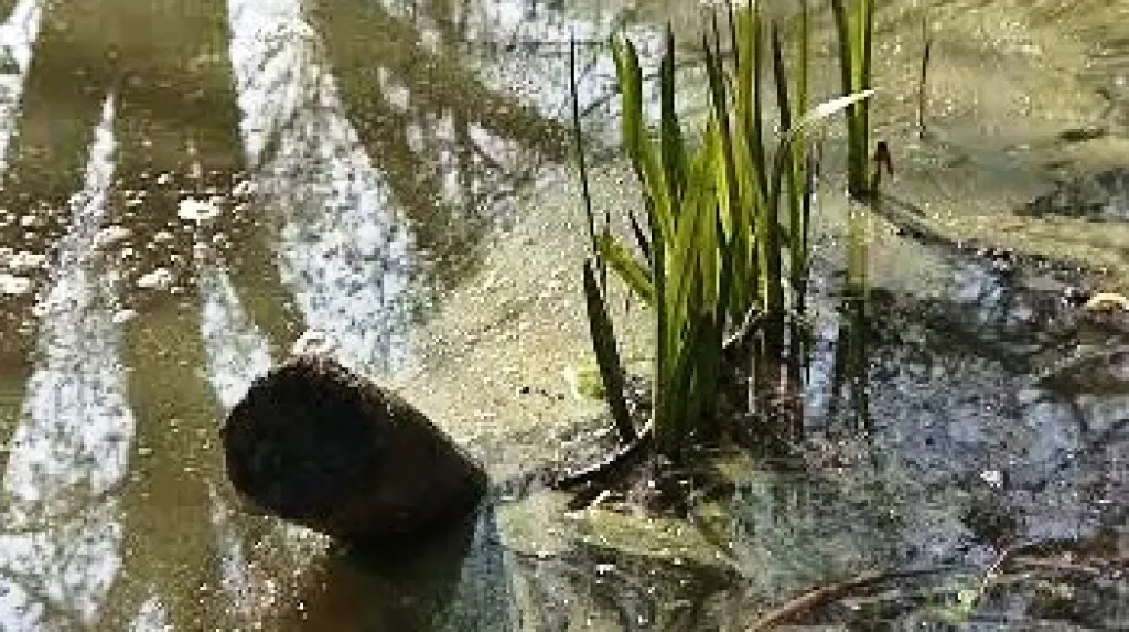 Znečištěný rybník