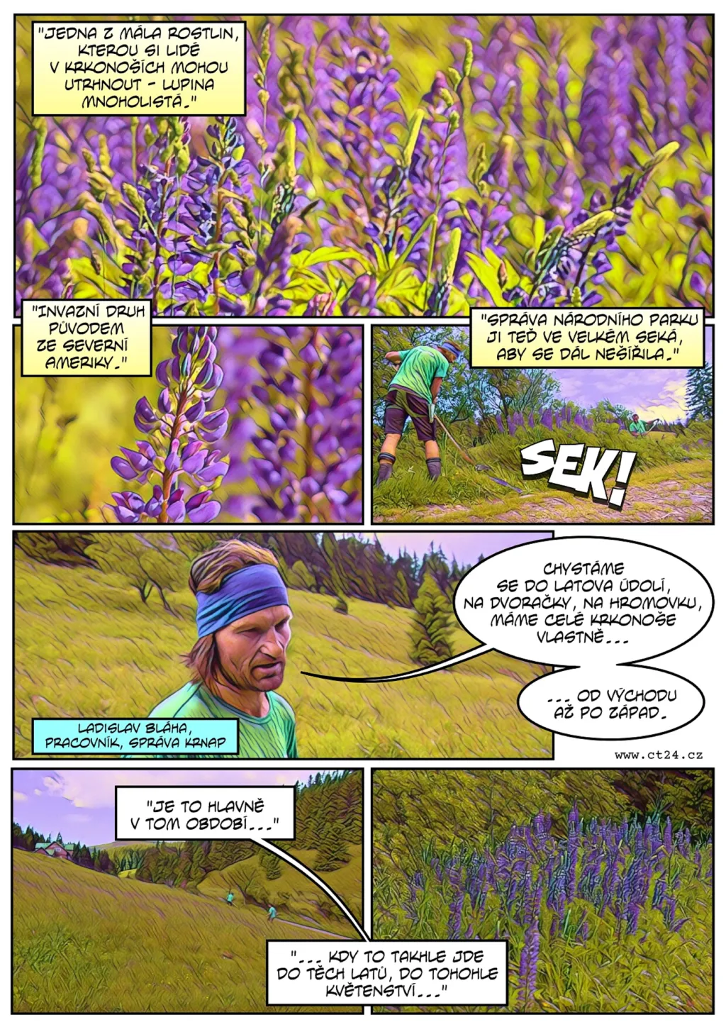 Invazivní rostlina v Krkonoších