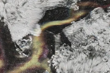 Rozsáhlé krajiny i fragmenty reality. Laureáti Chalupeckého ceny spekulují o alternativách současnosti