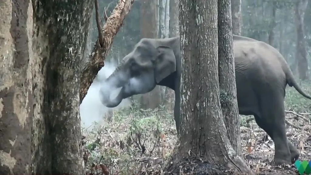 Pokuřující slon
