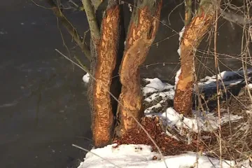 Bobři na Kyjovsku způsobují velké škody