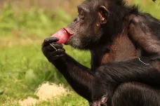 Bonobové jsou agresivnější než šimpanzi, překvapilo antropology