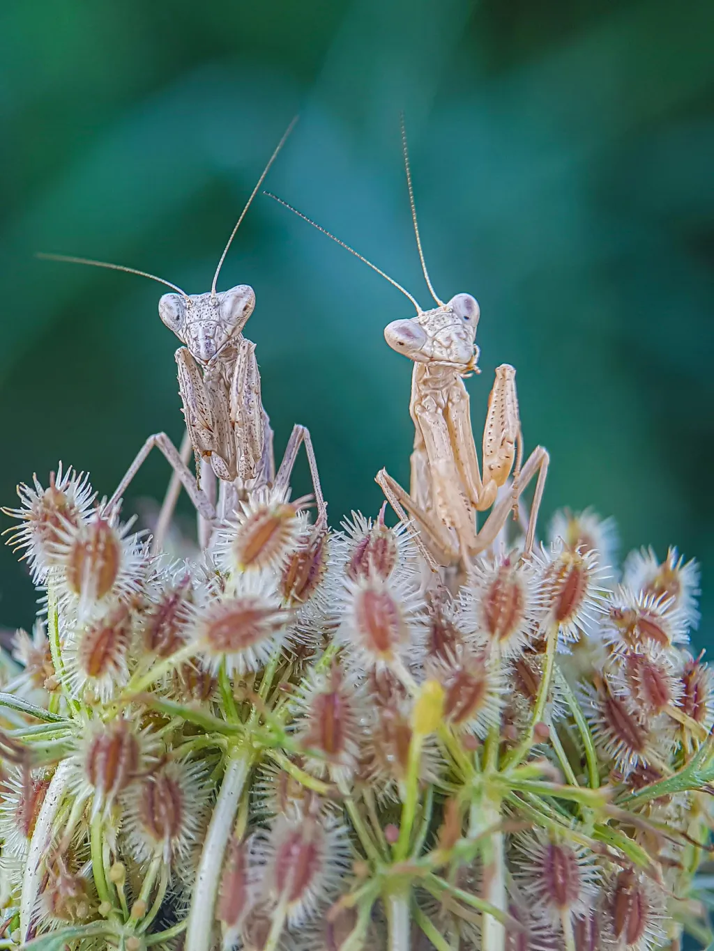 První místo v kategorii Mobilní fotografie hmyzu získal Fabio Sartori za snímek „Duo“