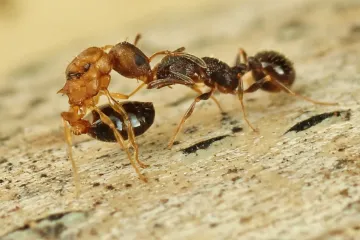 Samé královny, žádní poddaní. Vědci popsali bizarní druh mravence