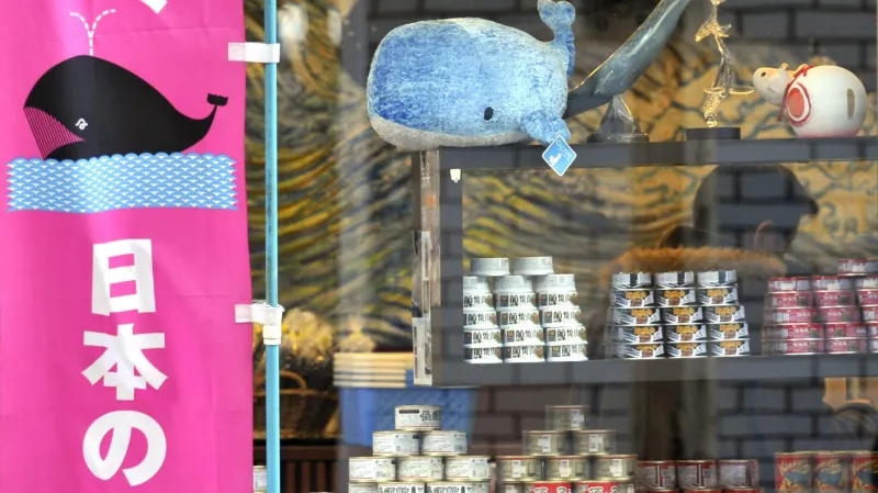 Nabídka velrybího masa