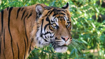 V pražské zoo se představil vzácný tygří přírůstek